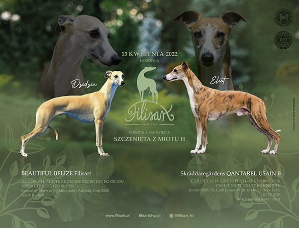 Whippets 2022 - Filisart